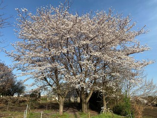 桜写真.jpg